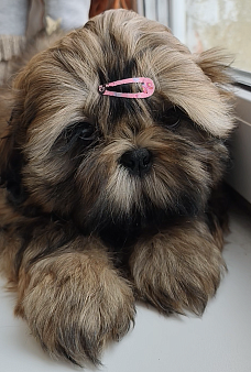 Великолепный щенок ши-тцу