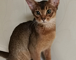 Кошки в Москве: Абиссинские котята Мальчик, 55 000 руб. - фото 1