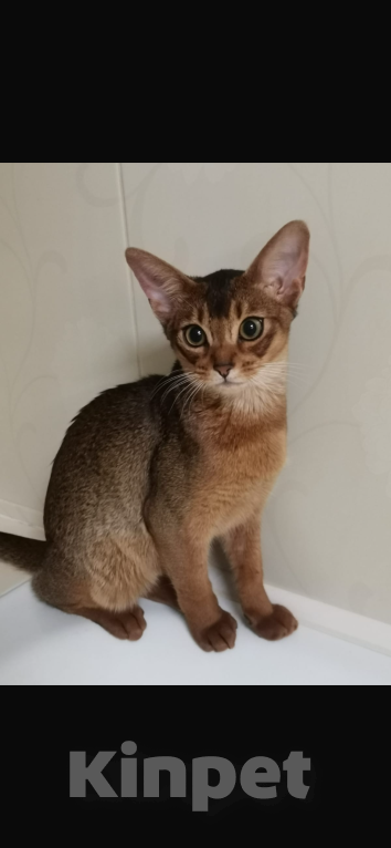 Кошки в Москве: Абиссинские котята Мальчик, 55 000 руб. - фото 1