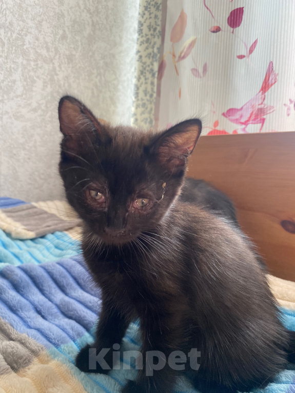 Кошки в Уфе: котята в добрые руки Разнополые, Бесплатно - фото 1