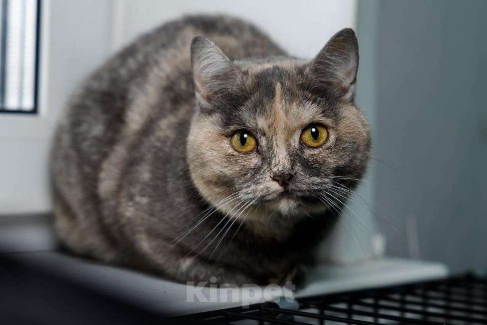 Кошки в Мытищах: Ласковая Василиса  Девочка, Бесплатно - фото 3