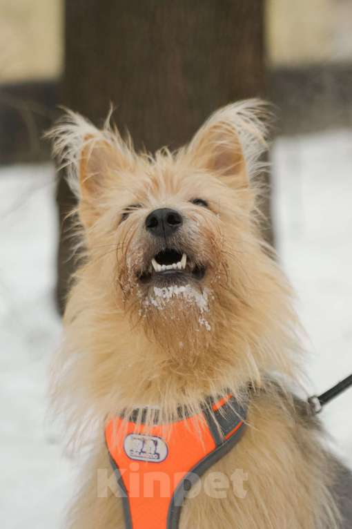 Собаки в Санкт-Петербурге: Среднего размера Кнопка в добрые руки Девочка, Бесплатно - фото 5
