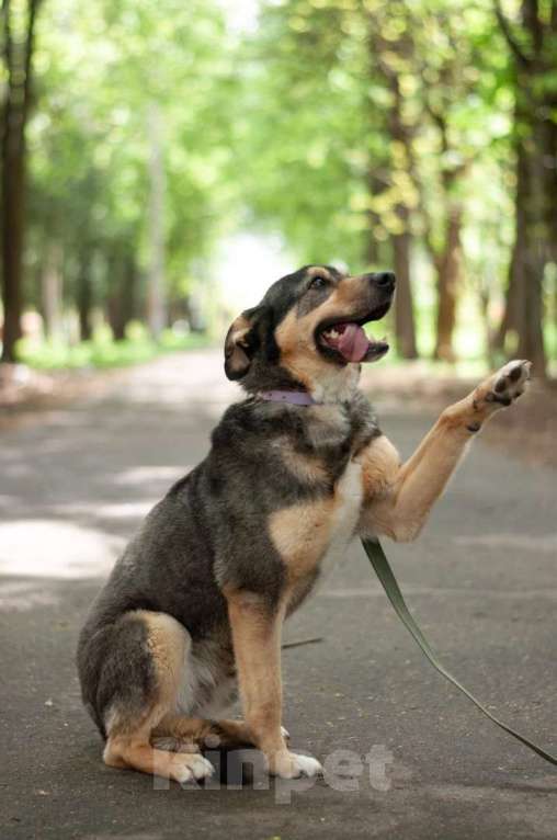 Собаки в Ногинске: Кузька - маленький песик в дар Мальчик, Бесплатно - фото 10