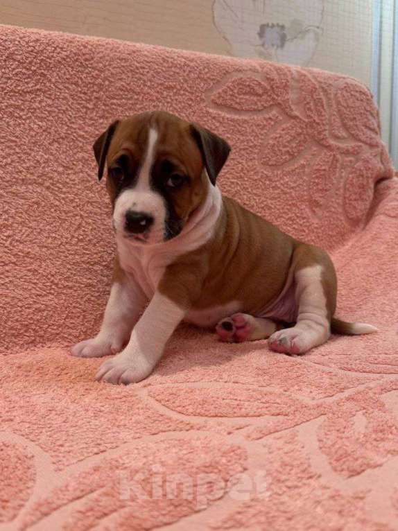 Собаки в Саратове: Щенки от титулованных родителей Девочка, 50 000 руб. - фото 5