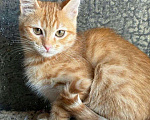 Кошки в Москве: Рыжая малютка ищет домик, почему же никто ее не замечает? Девочка, Бесплатно - фото 1
