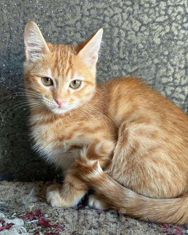Кошки в Москве: Рыжая малютка ищет домик, почему же никто ее не замечает? Девочка, Бесплатно - фото 1