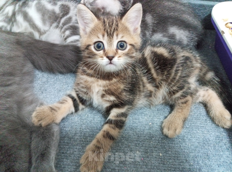 Кошки в Зеленодольске: Продам Девочка, 3 000 руб. - фото 5