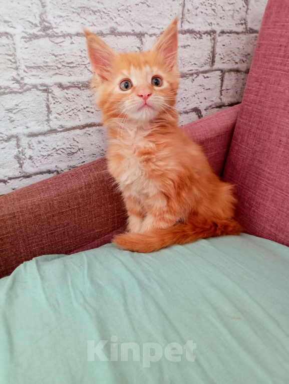 Кошки в Ижевске: Мейн кун (кошка) Девочка, 7 000 руб. - фото 2