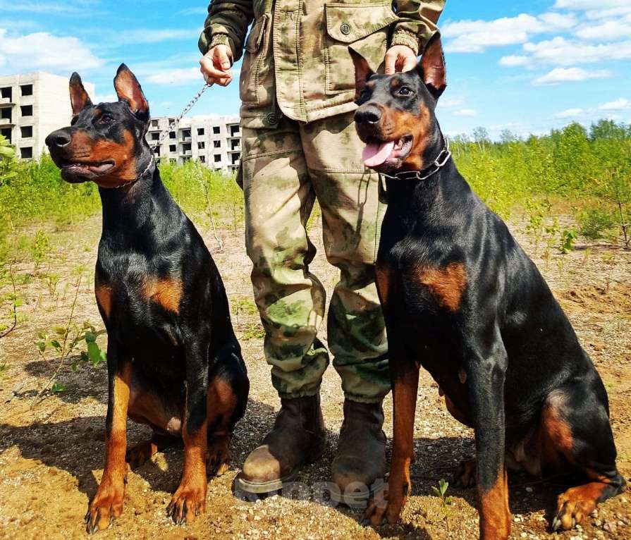 Собаки в Санкт-Петербурге: Готовятся к продаже породные щенки добермана Мальчик, Бесплатно - фото 3