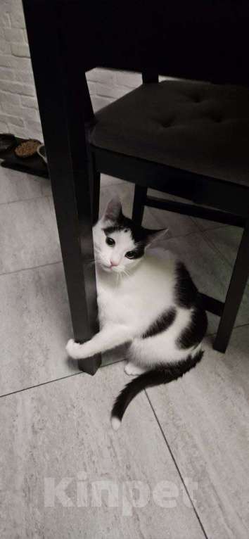 Кошки в Санкт-Петербурге: Отдам котика Кузю Мальчик, Бесплатно - фото 3