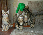 Кошки в Новом Уренгое: Отличные друзья, 20 000 руб. - фото 3