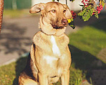 Собаки в Москве: Розовоносый небольшой метис лабрадора Вишня в дар Девочка, Бесплатно - фото 3