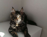 Кошки в Краснодаре: Мейн-куны с документами Мальчик, 15 000 руб. - фото 15