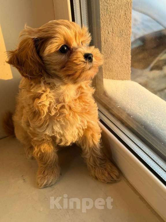 Собаки в Москве: Мальтипу девочка F1  Девочка, 130 000 руб. - фото 2