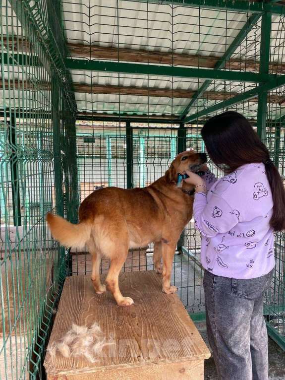 Собаки в других городах Краснодарского края: Молли из приюта Поводог Сочи (отправим в любой город) Девочка, Бесплатно - фото 5