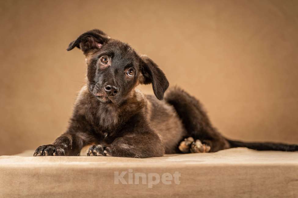 Собаки в Клине: Нэйт — чуткий пёсик Мальчик, Бесплатно - фото 5