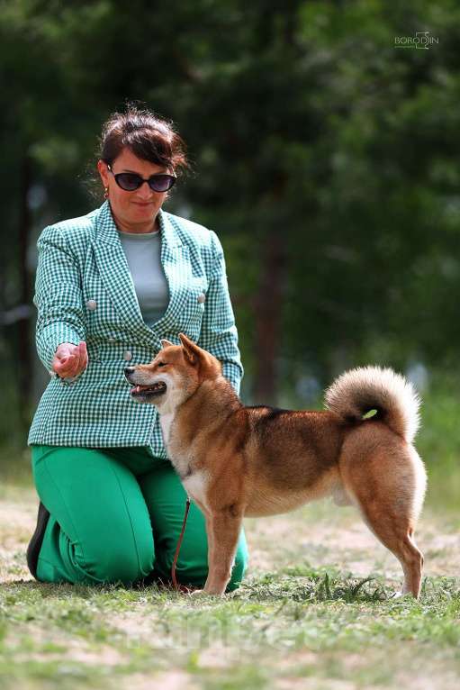 Собаки в Новосибирске: Сука сезам 4 месяца Девочка, 45 000 руб. - фото 3