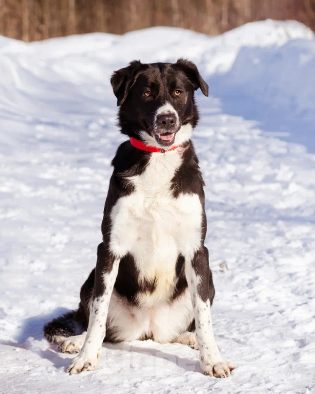 Собаки в Москве: Галактика ищет любящую семью Девочка, Бесплатно - фото 6