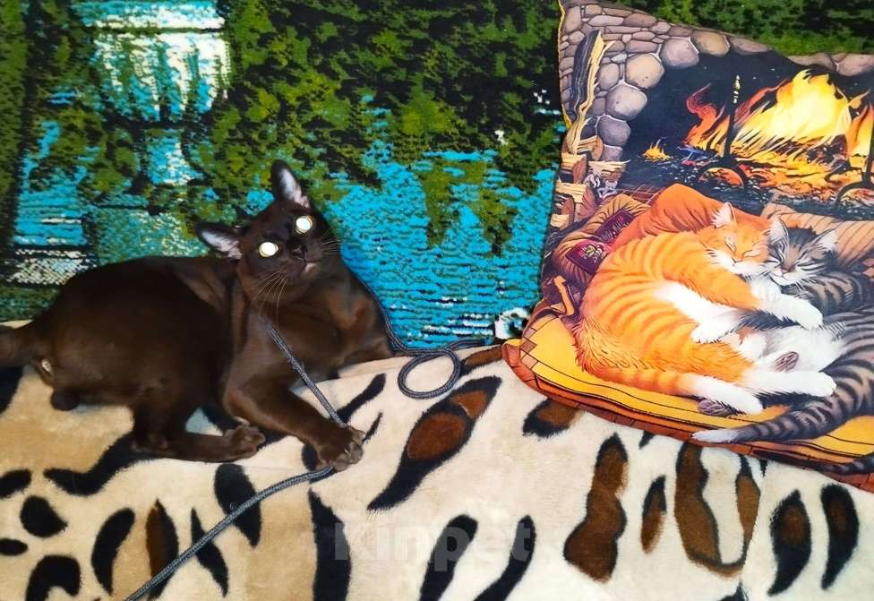 Кошки в Балашихе: Вязка с Бурманским котом 2года Мальчик, Бесплатно - фото 2