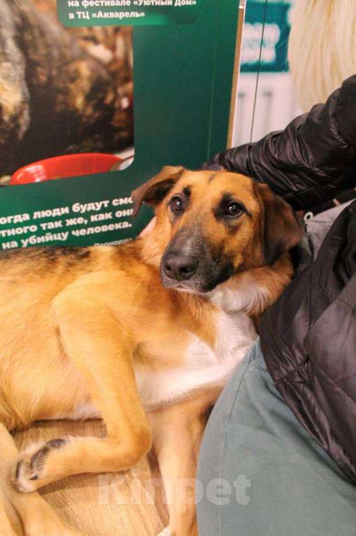 Собаки в Королеве: Шайн ищет дом Девочка, Бесплатно - фото 2