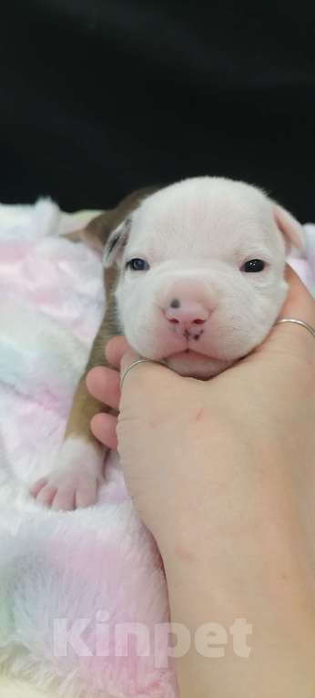 Собаки в Белгороде: Мальчик американского стаффордширского терьера  Мальчик, 80 000 руб. - фото 2