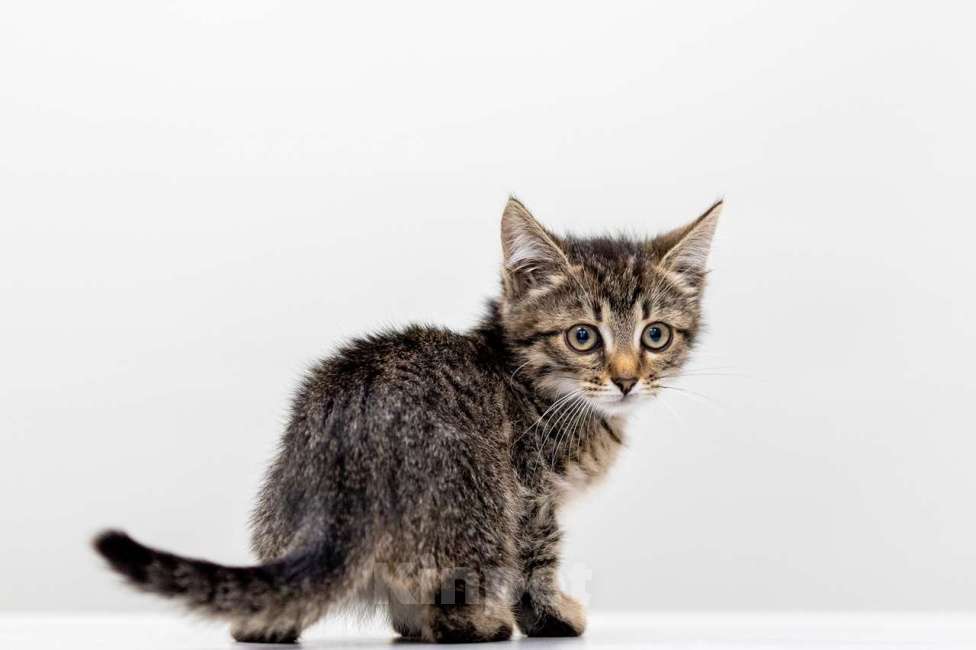 Кошки в Москве: Черемушка Девочка, Бесплатно - фото 4