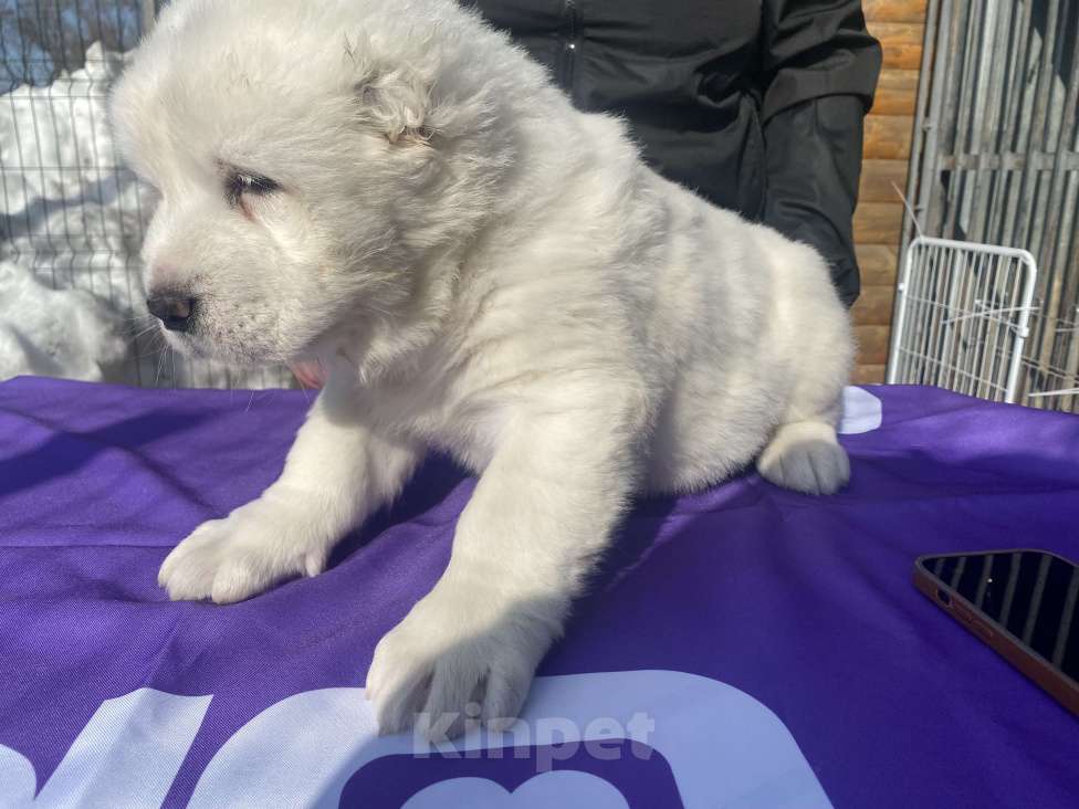 Собаки в Рязани: Наш питомник предлагает к продаже щенят среднеазиатской овчарки от титулованных родителей . Девочка, 50 000 руб. - фото 5