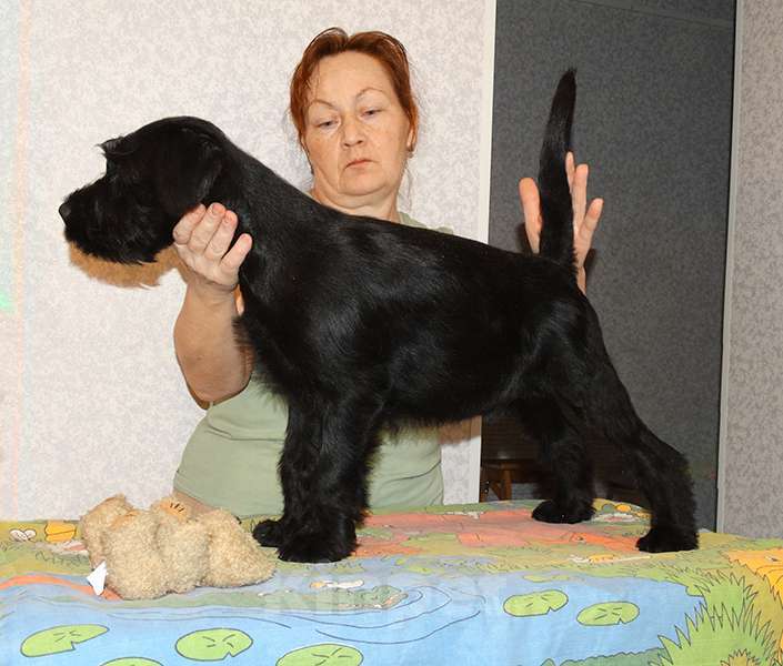 Собаки в Москве: Миттельшнауцер черного окраса Девочка, Бесплатно - фото 5