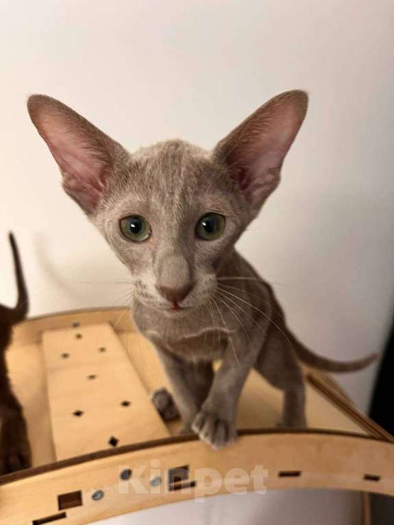 Кошки в Москве: Ориентальный котенок Девочка, 65 000 руб. - фото 2