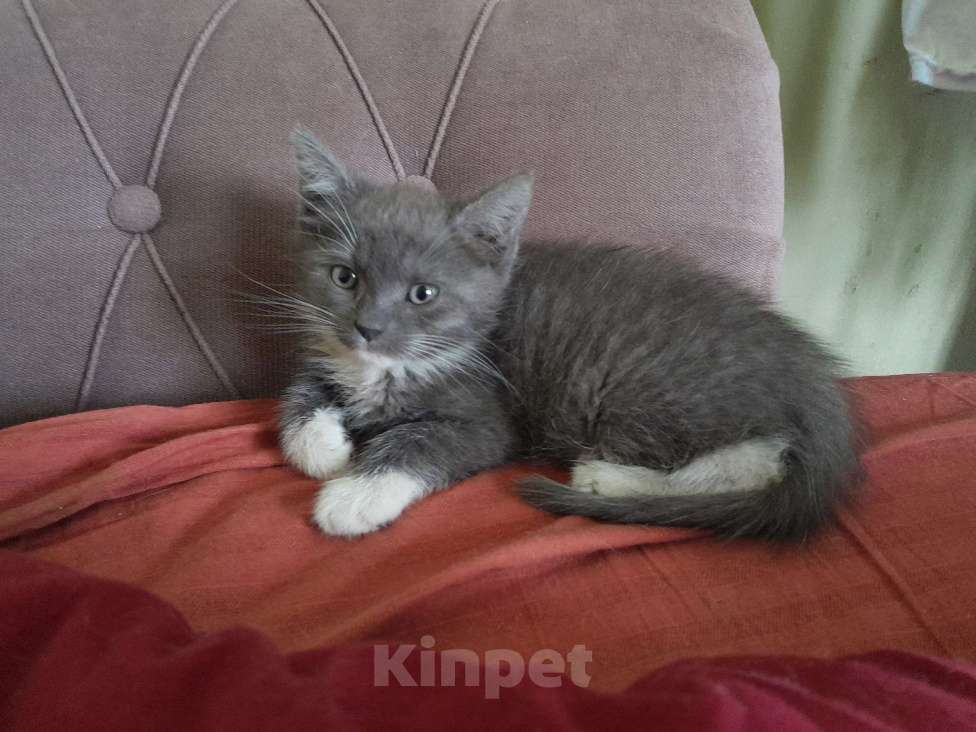 Кошки в Санкт-Петербурге: котенок девочка в поиске дома Девочка, Бесплатно - фото 10