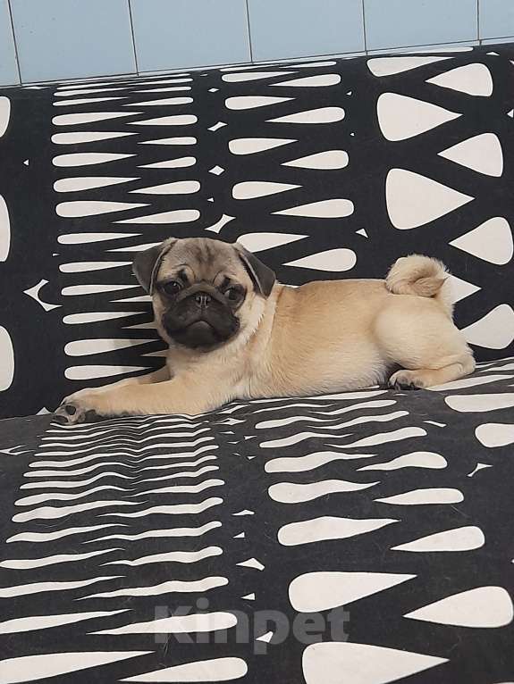 Собаки в Ростове-на-Дону: ТА АЙ ШИ Девочка, 35 000 руб. - фото 2