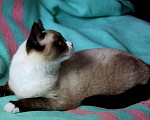 Кошки в Москве: Роскошный тайский котенок Эдвард в добрые руки Мальчик, 1 руб. - фото 5