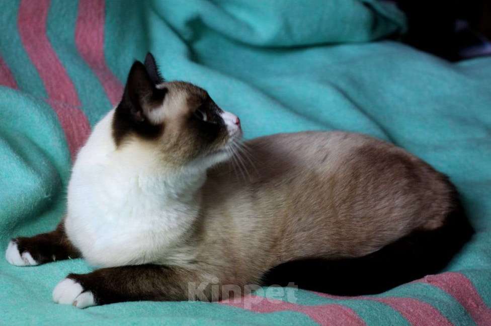 Кошки в Москве: Роскошный тайский котенок Эдвард в добрые руки Мальчик, 1 руб. - фото 5