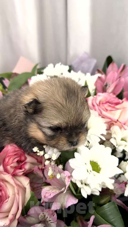 Собаки в Красноярске: Померанский шпиц 2 Мальчик, 50 000 руб. - фото 3