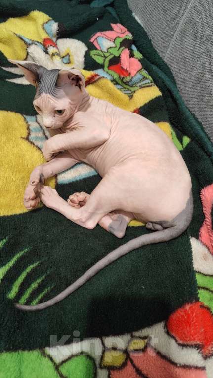 Кошки в других городах Московской области: Кот белый 3 мес Мальчик, 50 000 руб. - фото 5