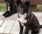 Собаки в Москве: Щенки-мальчики Мальчик, 10 руб. - фото 1