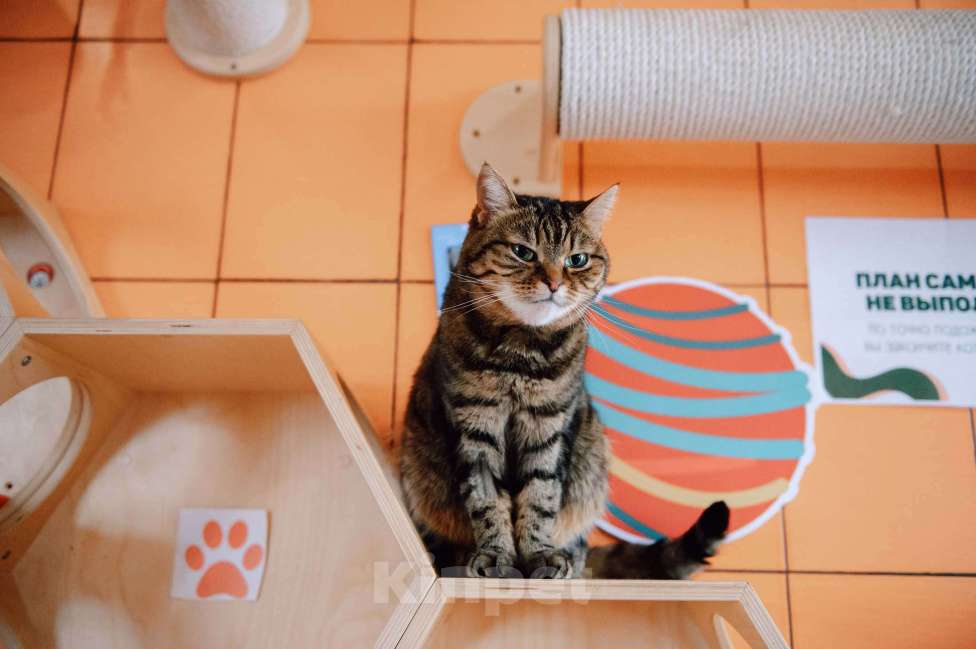 Кошки в других городах Московской области: Маришка в поисках дома Девочка, Бесплатно - фото 5