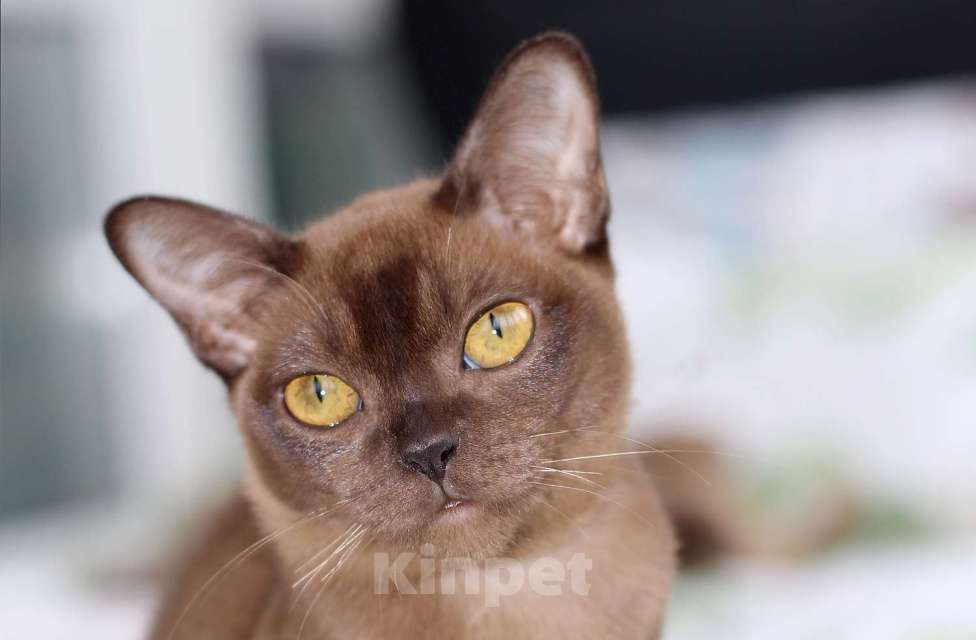 Кошки в Москве: Бурма - котята из питомника Мальчик, 90 000 руб. - фото 1