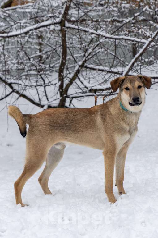 Собаки в Москве: Марсель в поиске надёжного дома Мальчик, Бесплатно - фото 4