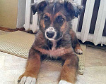 Собаки в Москве: Замечательный красавец, домашний щенок Дарчи в добрые руки Мальчик, 10 руб. - фото 7