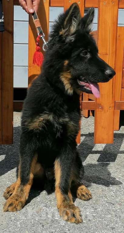 Собаки в Вологде: Немецкая длинношёрстная овчарка, парнишкаб Мальчик, Бесплатно - фото 2