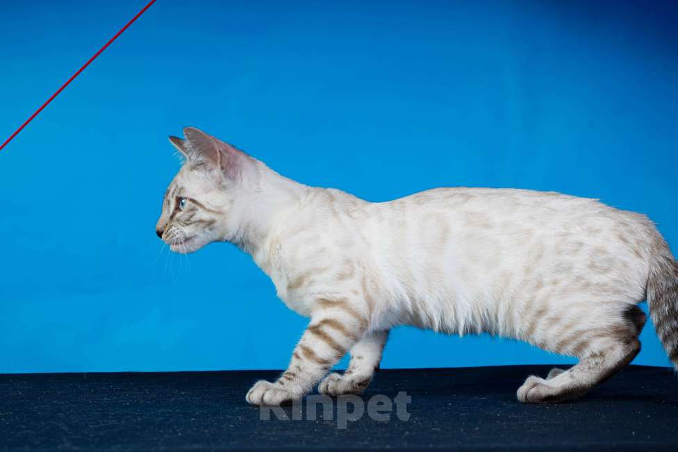 Кошки в Москве: Бенгальский котенок  Мальчик, 50 000 руб. - фото 2