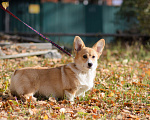 Собаки в Воронеже: Щенки Вельш Корги Пемброк Девочка, 75 000 руб. - фото 3
