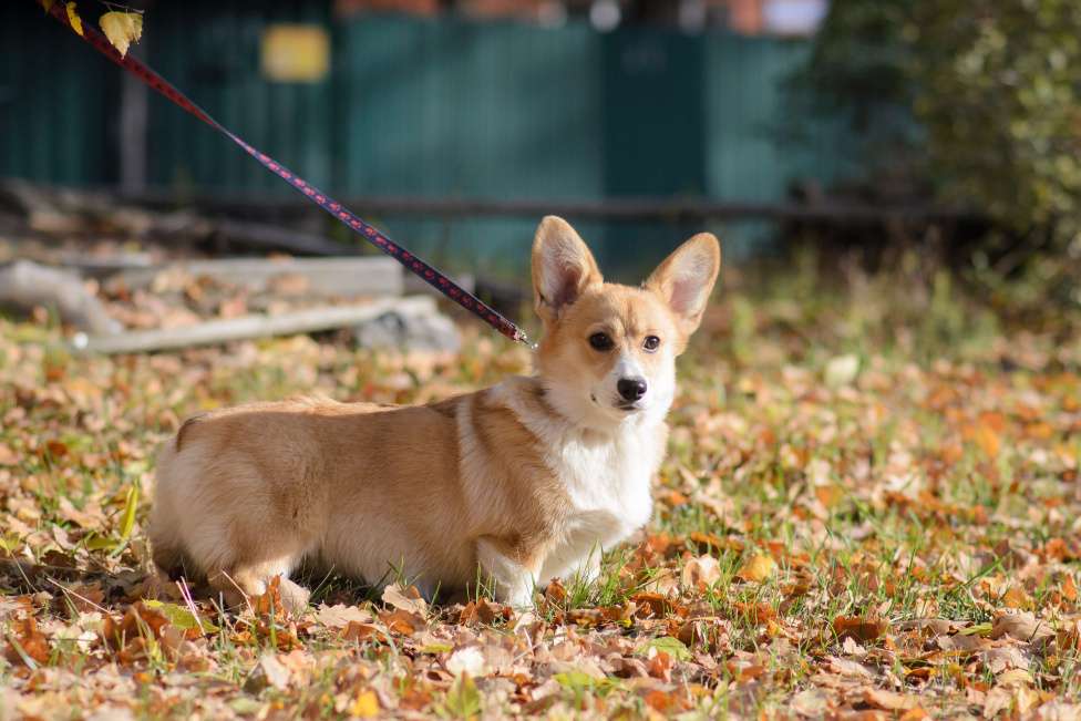 Собаки в Воронеже: Щенки Вельш Корги Пемброк Девочка, 75 000 руб. - фото 3