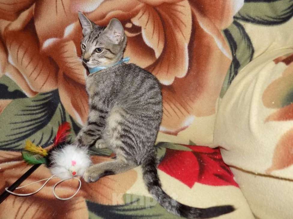 Кошки в Москве: Бенгальский мальчик интересного окраса Мальчик, 25 000 руб. - фото 3