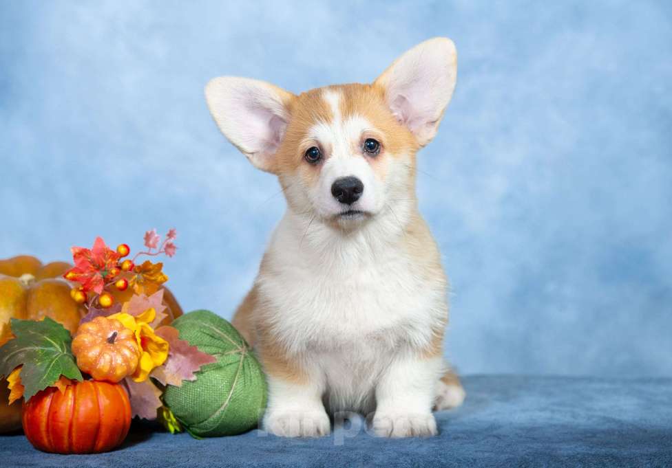 Собаки в Москве: Вельш корги пемброк  Мальчик, 100 000 руб. - фото 3