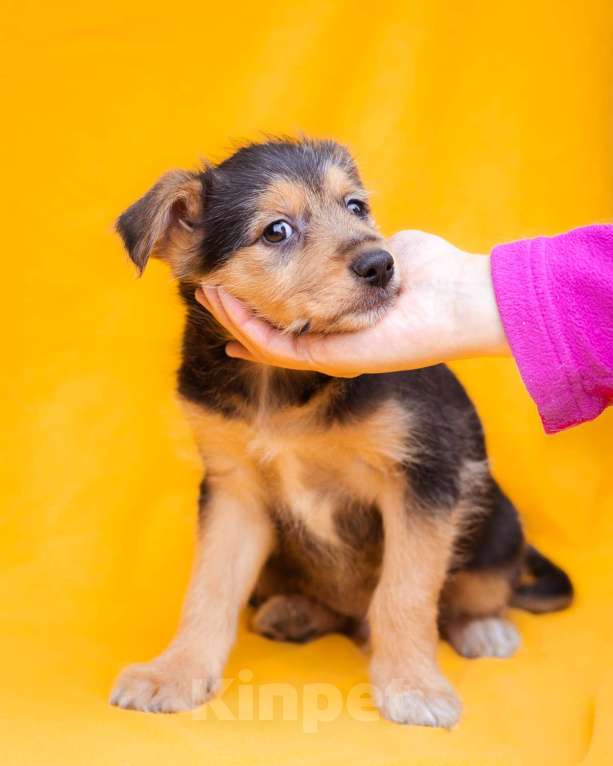 Собаки в Москве: Миниатюрный щенок, метис маленького терьера Мальчик, Бесплатно - фото 2
