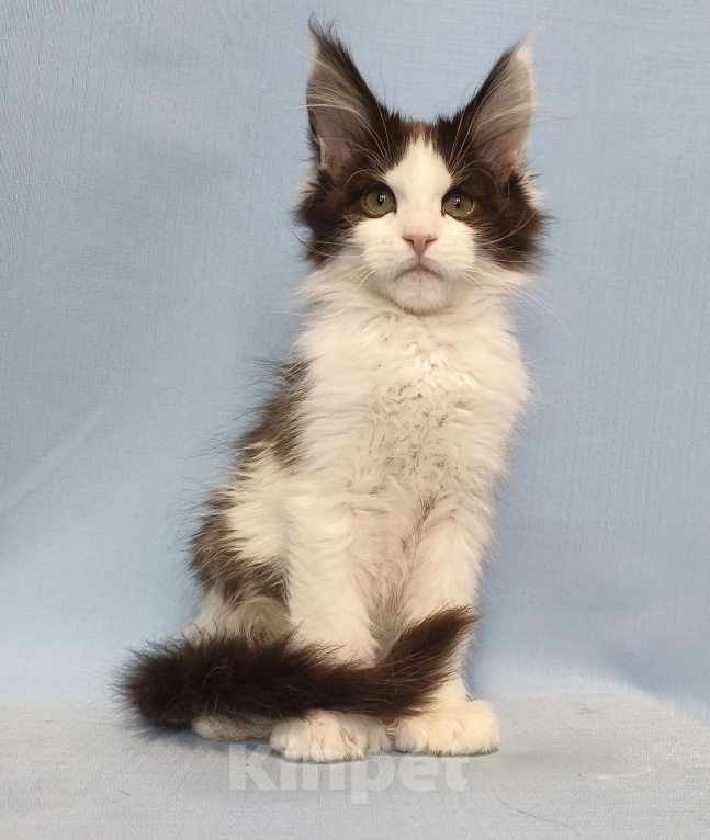 Кошки в Москве: Котёнок Мейн-Кун полидакт 6/6/6/6 Мальчик Мальчик, 90 000 руб. - фото 3