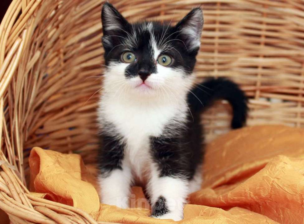 Кошки в Москве: Веселая Мазурка. Котенок 2,5 мес в добрые руки. Девочка, Бесплатно - фото 6