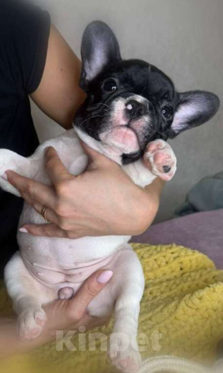 Собаки в Москве: Мини девочка Девочка, 50 000 руб. - фото 1